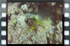 Filmare subacvatica - scuba underwater video - Egypt-Diving.mp4