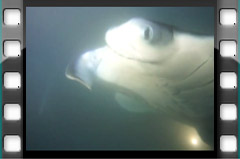 Filmare subacvatica - scuba underwater video - Maldive-Teaser.mp4