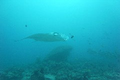    Mareste fotografia 

WeDive - Maldive 2017