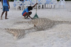    Mareste fotografia 

WeDive - Maldive 2017