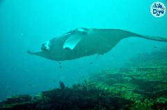    Mareste fotografia 

WeDive - Maldive-2019