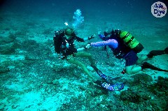    Mareste fotografia 

WeDive - Maldive-2019