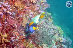    Mareste fotografia 

WeDive - Maldive-2019