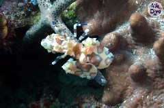    Mareste fotografia 

WeDive - Maldive-2019