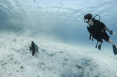    Mareste fotografia 

WeDive - Scuba-Girls