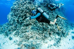    Mareste fotografia 

WeDive - Scuba-Girls