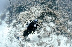    Mareste fotografia 

WeDive - Scuba-Girls